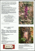 Hada storczykowa - ulotka (PDF)
