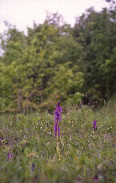 2011_1752_11_ckgn.jpg