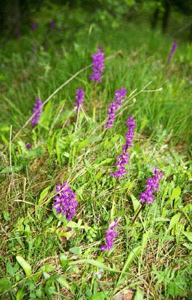 2011_1752_19_ckgn.jpg