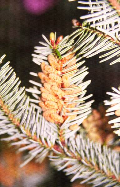 2011_1752_24_ckgn.jpg