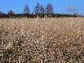 Laswka - 