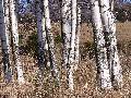 Laswka - 