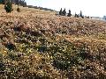 Mostowy Potok - Krzemionka - 