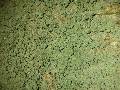 Siwa Skaa - 