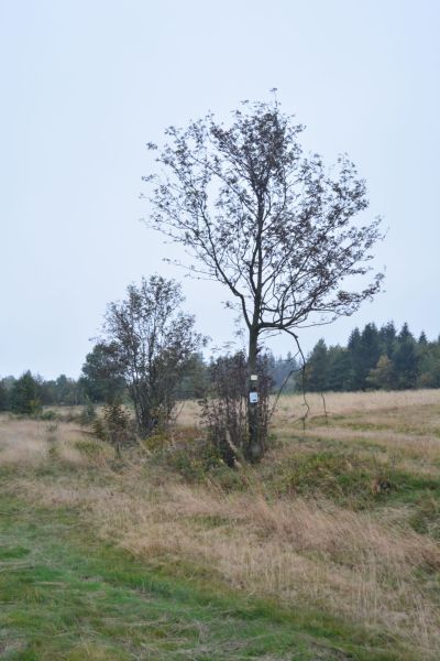 JZ_20170924_42530.jpg