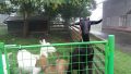 Vlkovice - Zasadniczo zwierztom nie chodzio o gaskanie ale udawao si je pogaska