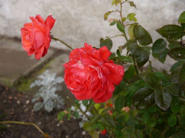 BS_30923.jpg