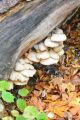 Bl Voda (na tyach paacu) - Grzyb grzybowi nierwny