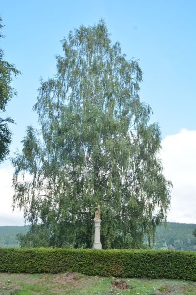 Nepomucen i brzoza