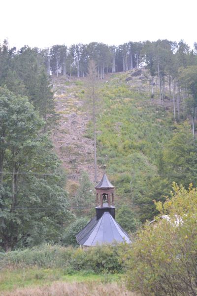 Las wierkowy regla dolnego